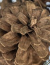 Close up of pine cone as texture Royalty Free Stock Photo