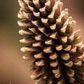 Close up pine cone