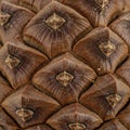 Close-up of a pine cone, displaying tightly packed, overlapping scales with a textured, Royalty Free Stock Photo