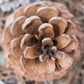 Close up of a pine cone on a forest. Beautiful natural symmetry. Christmas