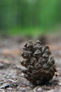 close-up of a pine cone on the ground in the forest Royalty Free Stock Photo