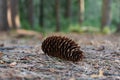 Close up of pine cone on the ground on a forest bed covered with needles Royalty Free Stock Photo