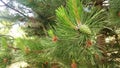 Close up of pine cone Royalty Free Stock Photo