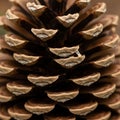 Close-up of a pine cone, highlighting its layered, overlapping scales. The scales are brown with a Royalty Free Stock Photo