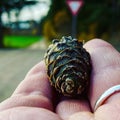 Close-up of a pine cone in human hands Royalty Free Stock Photo