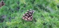 Pine Cone Among Tree Branches