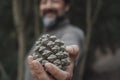 Close up of a pine cone. Man holding pine cone on hand and showing at the camera. Environment and nature lover people concept. Royalty Free Stock Photo