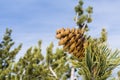 Close up of pine cone and needles on a blue sky background, California Royalty Free Stock Photo