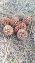 Close up of pine cone of pinus strobus