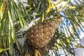 Close-up of a pine cone with Snow and ice among the green needles on a branch on a winter day Royalty Free Stock Photo