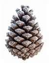 Close Up Pine Cone with Snow on White Background Isolated Winter Royalty Free Stock Photo