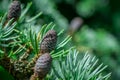 Close up of pine cones on Atlantic / Blue Atlas cedar tree Cedrus atlantica