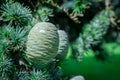 Close up of pine cones on Atlantic / Blue Atlas cedar tree Cedrus atlantica