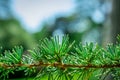 Close up of pine cones on Atlantic / Blue Atlas cedar tree Cedrus atlantica