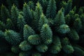 A close up of pine cones and branches background pattern