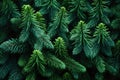 A close up of pine cones and branches background pattern