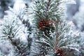 Close up of pine cones and branches Royalty Free Stock Photo