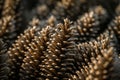 a close up of pine cones in a field