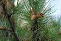 Natural Pine Cones Hanging on Christmas Tree Branches Close-Up Royalty Free Stock Photo
