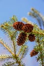 Close up of pine cones on a tree branch Royalty Free Stock Photo