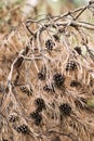 Close up of pine cones. Royalty Free Stock Photo