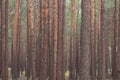 Close-up of pine forest tree trunks. Beautiful Poland forest landscape in autumn season. Nature background for text.