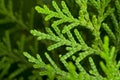 Close up, Pine leaves, green, vibrant, natural