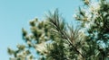 Pine tree branches with green needles. Royalty Free Stock Photo