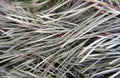 Close-up of pine needles. Beautiful natural background, texture with pine, spruce, cedar branches.