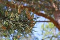 Close-up of pine needles and the embryos of cones and branches Royalty Free Stock Photo