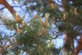 Close-up of pine needles and the embryos of cones and branches Royalty Free Stock Photo