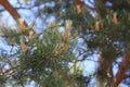 Close-up of pine needles and the embryos of cones and branches Royalty Free Stock Photo