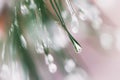 Close-up of Pine needles with ice drops, bokeh. Fir branches. For winter, spring, Merry christmas, happy new year Royalty Free Stock Photo