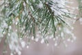 Close-up of Pine needles with ice drops, natur bokeh. Fir branches. For winter, spring, Merry christmas, happy new year Royalty Free Stock Photo