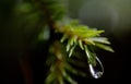 Close up of pine needles and rain drop Royalty Free Stock Photo