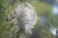 Close up Pine processionary caterpillar, Thaumetopoea pityocampa nest on a pine tree