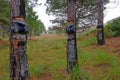 Close up of pine resin extraction from pine trees. Crude pine oleoresin extraction system, Rio Grande Do Sul, Brazil Royalty Free Stock Photo