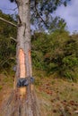 Close up of pine resin extraction from pine trees. Crude pine oleoresin extraction system, Rio Grande Do Sul, Brazil Royalty Free Stock Photo