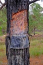 Close up of pine resin extraction from pine trees. Crude pine oleoresin extraction system, Rio Grande Do Sul, Brazil Royalty Free Stock Photo