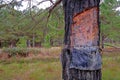 Close up of pine resin extraction from pine trees. Crude pine oleoresin extraction system, Rio Grande Do Sul, Brazil Royalty Free Stock Photo