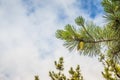 Close-up pine shoots against the blue sky. Young branches of evergreen plants. Green coniferous tree in springtime. Fresh spruce Royalty Free Stock Photo