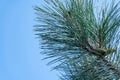 Close-up pine shoots against the blue sky. Young branches of evergreen plants. Royalty Free Stock Photo