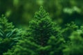 close up of a pine tree - AI Generated