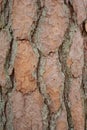 close-up of pine tree bark, macro photo Royalty Free Stock Photo