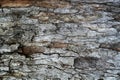 Close up of a pine tree bark. Organic gray and brown rough texture Royalty Free Stock Photo