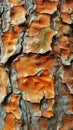 Close-up of pine tree bark texture Royalty Free Stock Photo