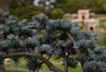 Close up of a pine tree - blue spruce - pine needles, growing