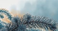 Close-up of a pine tree branch with blue needles arranged in a star-like pattern against a gradient background of light blue and Royalty Free Stock Photo