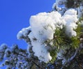 Close up pine tree branch covered with snow against blue sky background. Royalty Free Stock Photo