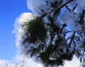 Close up pine tree branch covered with snow against blue sky background. Royalty Free Stock Photo